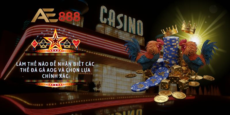 Làm thế nào để nhận biết các thế đá gà AOG và chọn lựa chính xác